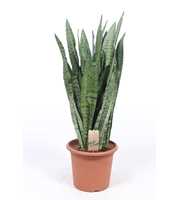 Sansevieria zeylanica