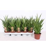 Sansevieria Tough Lady