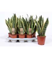 Sansevieria Superba