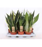 Sansevieria mix