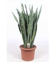 Sansevieria zeylanica