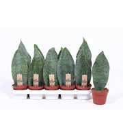 Sansevieria Victoria