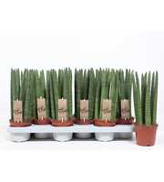 Sansevieria Straight