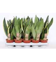 Sansevieria mix