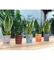 Sansevieria mix in Rough & Tough cup