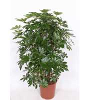 Schefflera arboricola 'Compacta'