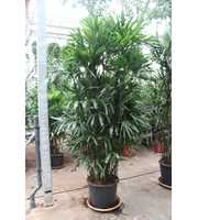 Rhapis excelsa