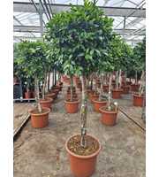 Ficus Nitida