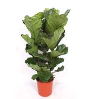 Ficus lyrata 3 per pot