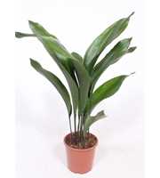 Aspidistra elatior