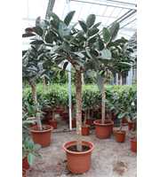 Ficus Burgundy