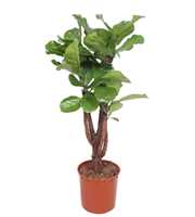 Ficus lyrata