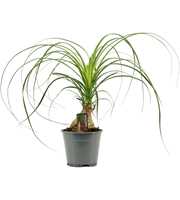 Beaucarnea A2 bol 14 cm