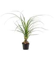 Beaucarnea A2 bol 12 cm