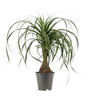 Beaucarnea A2 recht 19 cm containerpot