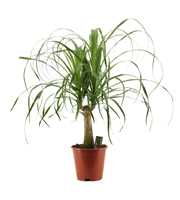 Beaucarnea recht 19 cm containerpot (2 kop)