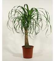 Beaucarnea recht 21 cm (2 kop)