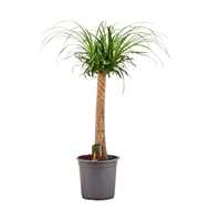 Beaucarnea recht 24 cm