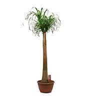 Beaucarnea recht 35 cm