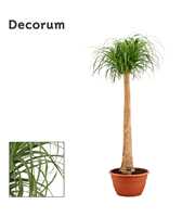 Beaucarnea recht 40 cm