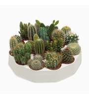 Cactus mix 5,5 cm in ronde tray