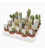 Cactus mix 5,5 cm met foto etiket