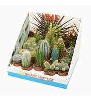 Cactus mix 5,5 cm in presentatiedoos