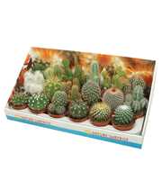 Cactus mix 8,5 cm in presentatiedoos