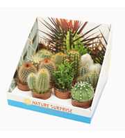 Cactus mix 7 cm in presentatiedoos