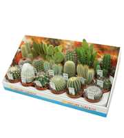 Cactus mix 8,5 cm met foto etiket in presentatiedo