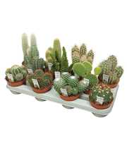 Cactus mix 10,5 cm met foto etiket