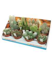 Cactus mix 10,5 cm met foto etiket in presentatied