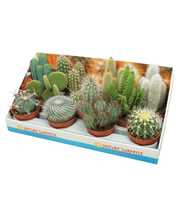 Cactus mix 10,5 cm in presentatiedoos