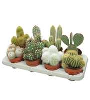 Cactus mix 12 cm