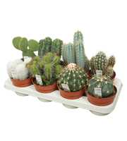 Cactus mix 13 cm met foto etiket