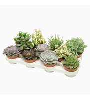 Succulenten mix 10,5 cm