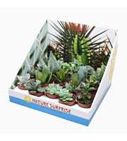 Succulenten mix 5,5 cm in presentatiedoos