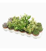 Succulenten mix 8,5 cm