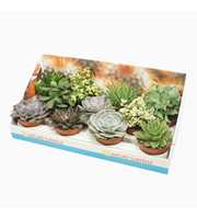 Succulenten mix 10,5 cm in presentatiedoos