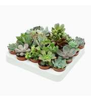 Succulenten mix 5,5 cm