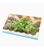 Succulenten mix 8,5 cm in presentatiedoos