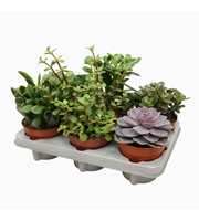 Succulenten mix 12 cm