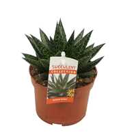 Gasteria d'due 10,5 cm met etiket