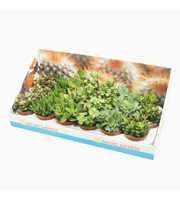 Crassula mix 8,5 cm in presentatiedoos