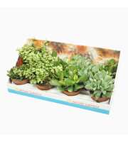 Crassula mix 10,5 cm in presentatiedoos