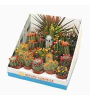 Cactus mix strobloem 5,5 cm in presentatiedoos