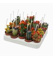 Cactus mix strobloem 5,5 cm met picker