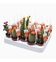 Cactus mix strobloem 5,5 cm met picker+etiket