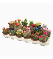 Cactus mix strobloem 8,5 cm