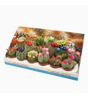 Cactus mix strobloem 8,5 cm in presentatiedoos